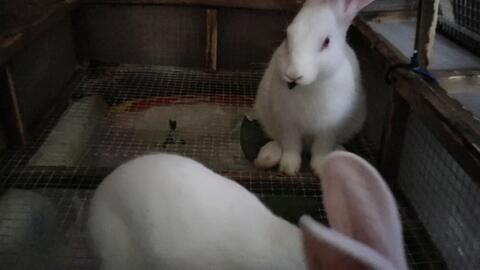 小兔子怎么吃小瓜视频