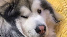 柯基可以吃小子瓜吗视频,小子瓜的食用指南