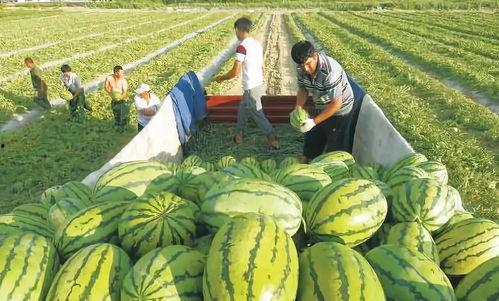 库尔勒吃瓜视频大全图片,吃瓜视频大全带你领略瓜城魅力