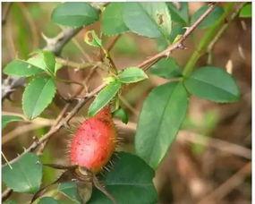 欣欣子吃瓜的视频,带你领略娱乐圈幕后风云