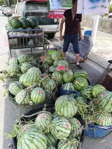 濮阳网红吃瓜事件视频,一场网络狂欢背后的真相揭秘