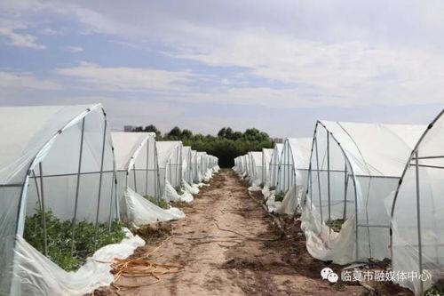 临夏吃瓜视频,一场视觉与味蕾的双重盛宴