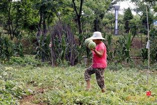 秧田吃瓜怎么拍照好看视频