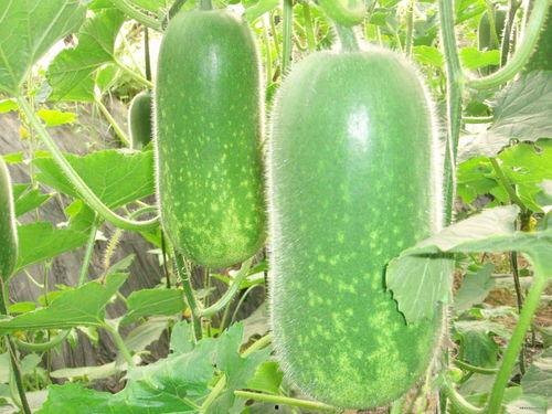 幸福鸟吃瓜视频大全,趣味横生的欢乐时光回顾