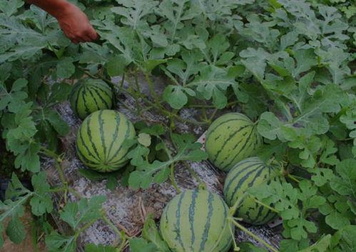 河南罗山吃瓜视频,一场别开生面的乡村美食盛宴