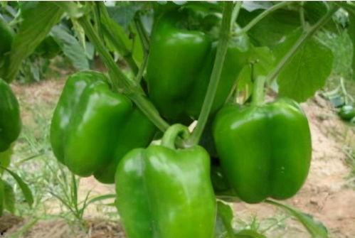 河南女人吃生茄瓜视频,传统美食新吃法引网友热议