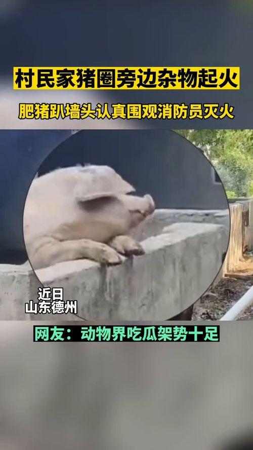 一群吃瓜群众小动物视频