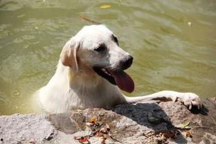 狗狗吃哈密瓜完整视频,萌宠美食瞬间回顾