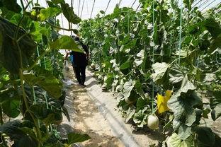 真实吃瓜户外视频网站,带你走进热门视频网站背后的故事