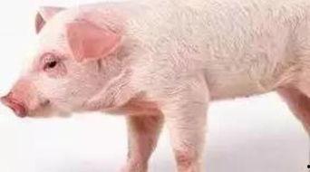 息肉切除后可吃猪瓜吗视频,猪瓜是否适宜食用