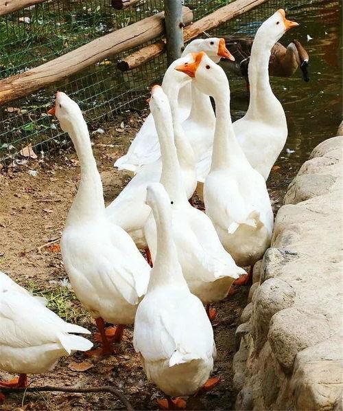 瓜洲老鹅怎么吃最好吃视频,视频揭秘最佳食用秘籍