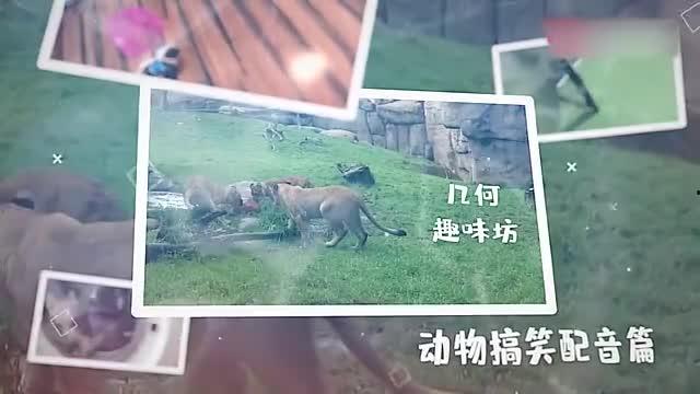 吃瓜的动物配音视频在线观看,趣味配音视频带你领略动物界的幽默瞬间