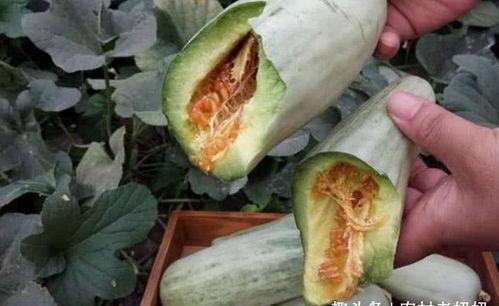 长瓜需要削皮吃吗视频讲解,视频讲解助你轻松享用