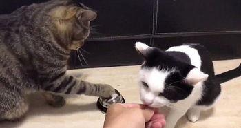 小猫吃聪明瓜视频