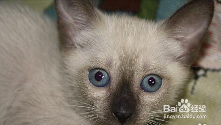 暹罗猫吃哈密瓜好吗视频,美味还是禁忌？