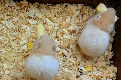 吊瓜仓鼠可以吃吗视频,能否享用美味吊瓜？